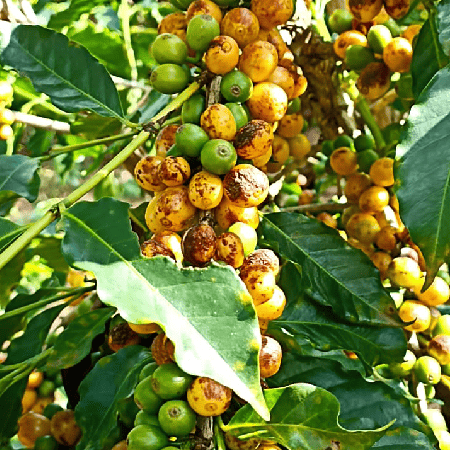 Os grãos da variedade Bourbon estão colocados entre os melhores do mundo para a produção de cafés especiais. Isso porque dão origem a bebidas suaves, de baixa acidez e corpo médio, com acentuada doçura e notas achocolatadas, que chegam a lembrar cereais torrados e avelãs. Por isso, esse café oferece excelentes harmonizações com chocolates.