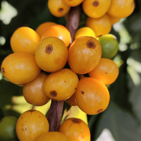 Suave e com acidez média, tem gosto bem doce,. Além disso, possui sabor cítrico e frutado. Ele é ótimo para tomar puro, mas também para ser incluído em blends, por ser um café bem encorpado.