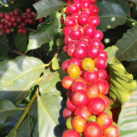 Alta produtividade e elevada capacidade de adaptação a diversas regiões cafeeiras. O Mundo Novo tem sabor doce e marcante. Corpo médio, perfume intenso de torra e média acidez. Possui aromas de caramelo e também de chocolate ao leite.