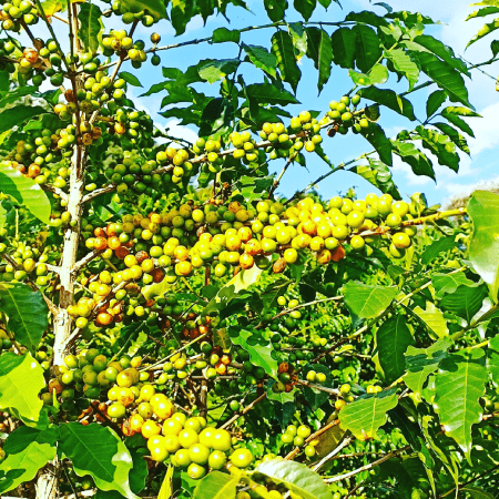 Suave e com acidez média, tem gosto bem doce,. Além disso, possui sabor cítrico e frutado. Ele é ótimo para tomar puro, mas também para ser incluído em blends, por ser um café bem encorpado.
